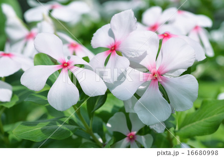 ニチニチソウ ニチニチソウ 16680998