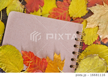 autumn background autumn background 16681116
