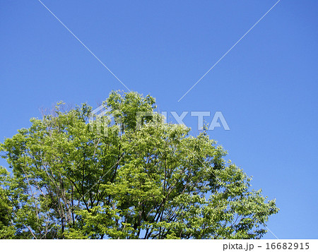 夏、晴天時の、緑の木々 夏、晴天時の、緑の木々 16682915