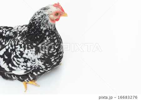 碁石ちゃぼのメス　白バック 16683276