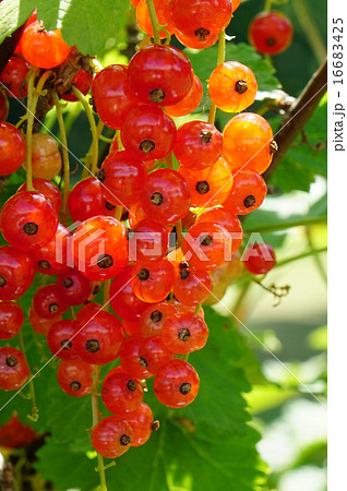 フサスグリ フサスグリ 16683425