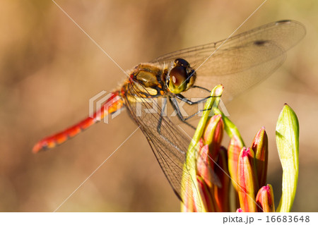 アキアカネ 16683648