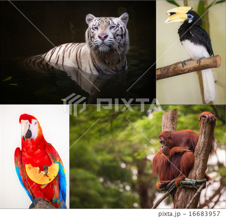 Group of different wild animal 16683957