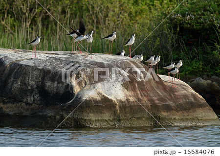 セイタカシギ 16684076