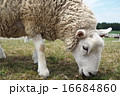 帯広のヒツジ 16684860