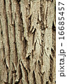 樹皮のテクスチャ 16685457