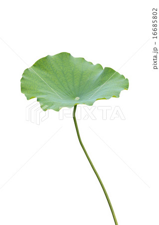 蓮の葉 蓮の葉 16685802