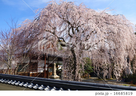 京都　本満寺の枝垂れ桜 16685819