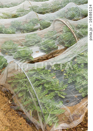 防虫ネットをかけた野菜畑 16686134