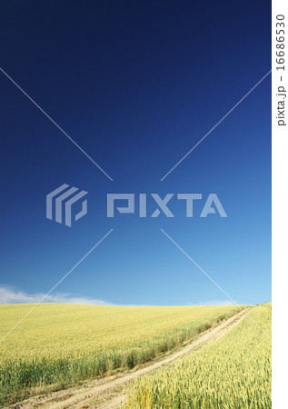麦畑 16686530