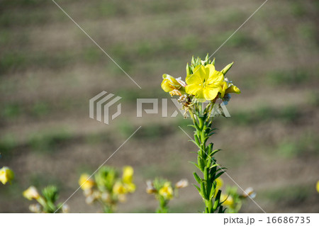 朝露をまとった黄色い野の花 朝露をまとった黄色い野の花 16686735