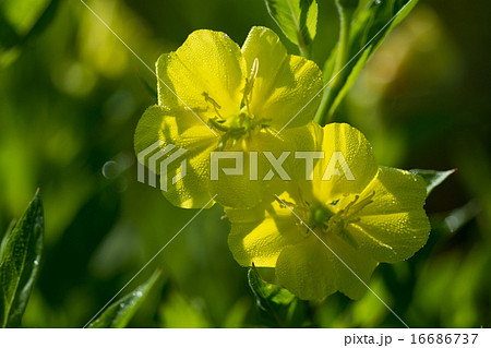 朝露をまとった黄色い野の花 朝露をまとった黄色い野の花 16686737