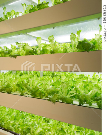 野菜工場 16686815