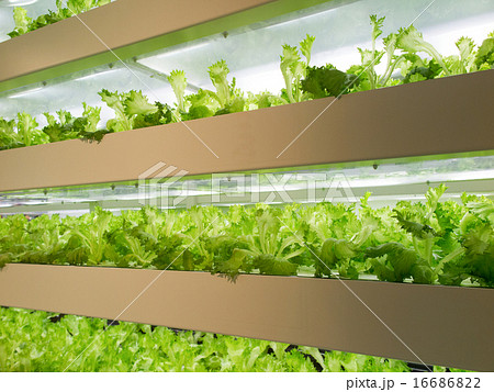 野菜工場 16686822