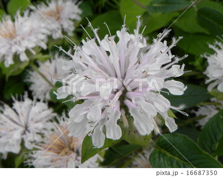 夏を彩るモナルダの白い花 16687350
