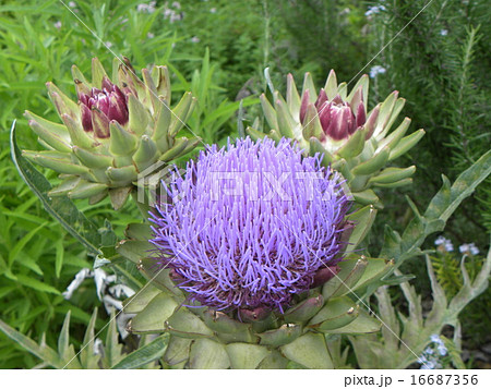 アザミの大きい花はアーティチョークの紫色の花の写真素材