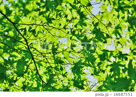 新緑 16687551
