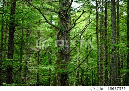 カラマツ 16687575