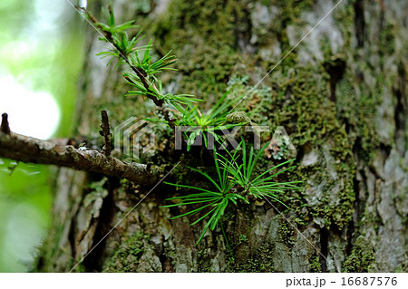 カラマツ カラマツ 16687576