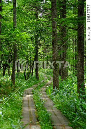 カラマツ林 カラマツ林 16687577