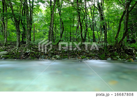 木の俣川 16687808