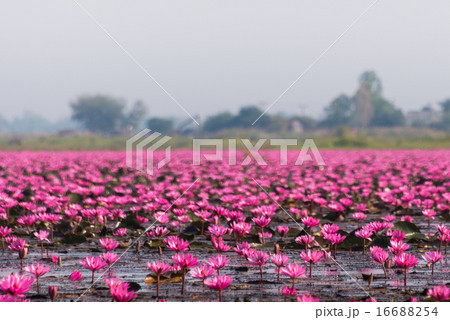 Red Lotus Sea in Thailand Red Lotus Sea in Thailand 16688254