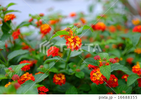 ランタナの花 ランタナの花 16688355