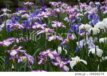 平安神宮 神苑の花菖蒲 平安神宮 神苑の花菖蒲 16688376