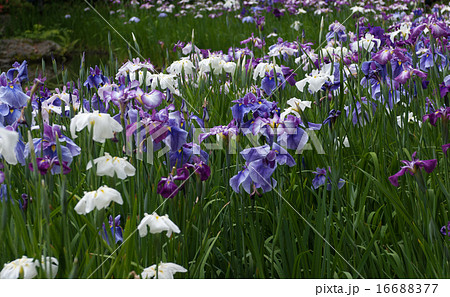 平安神宮 神苑の花菖蒲 平安神宮 神苑の花菖蒲 16688377
