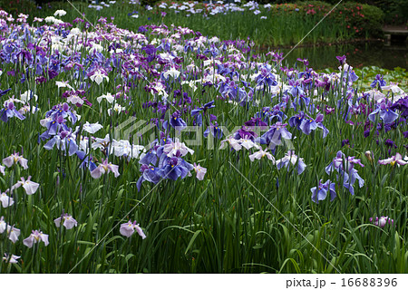 平安神宮 神苑の花菖蒲 平安神宮 神苑の花菖蒲 16688396