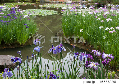 平安神宮 神苑の花菖蒲 平安神宮 神苑の花菖蒲 16688398