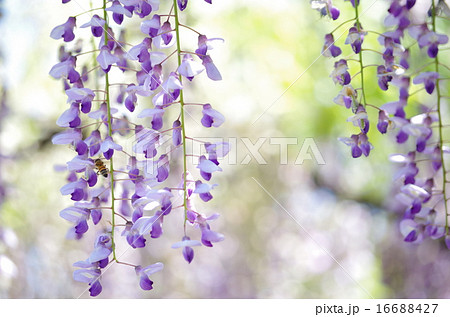 藤の花と蜂 16688427