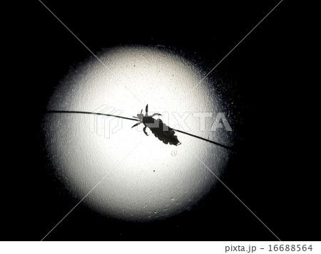 アタマジラミ(生体・髪・シルエット) アタマジラミ(生体・髪・シルエット) 16688564