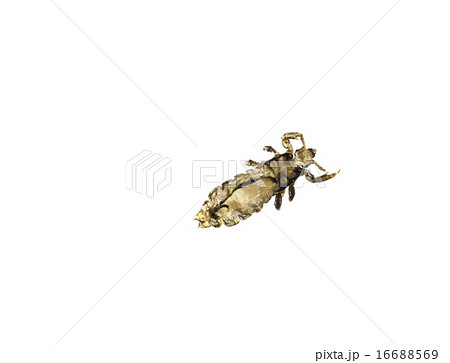 アタマジラミ(非生体単体・裏) アタマジラミ(非生体単体・裏) 16688569