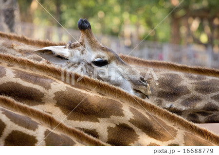 Cute Baby Giraffe. Cute Baby Giraffe. 16688779
