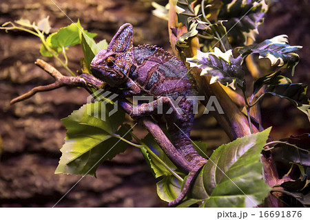 live wild reptiles lizards shot close-up in nature live wild reptiles lizards shot close-up in nature 16691876