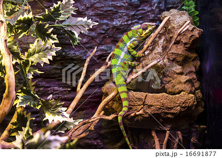 live wild reptiles lizards shot close-up in nature 16691877