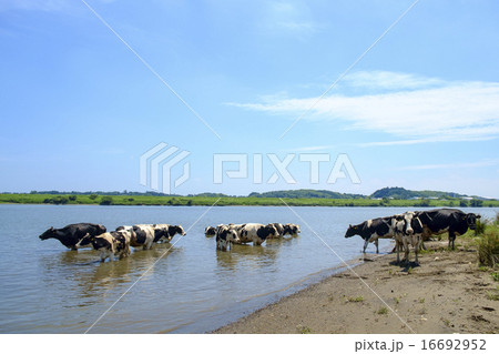 牛 うし 水浴び 放牧 利根川 酪農 畜産 牛 うし 水浴び 放牧 利根川 酪農 畜産 16692952