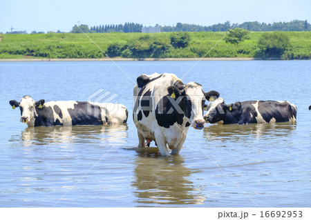 牛 うし 水浴び 放牧 利根川 畜産業 牛 うし 水浴び 放牧 利根川 畜産業 16692953