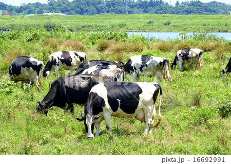 牛　うし　河川敷　放牧　利根川　酪農　畜産 16692991