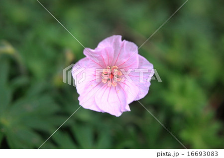 フウロソウ フウロソウ 16693083