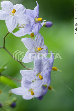 ツルハナナス 16693303