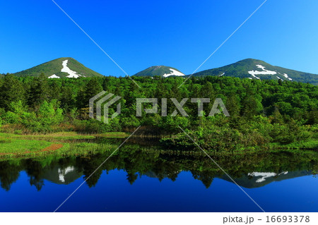 青森県　夏の八甲田　睡蓮沼 16693378