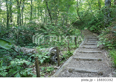 白神山地十二湖トレッキングコース 白神山地十二湖トレッキングコース 16693392