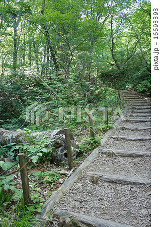 白神山地十二湖トレッキングコース 白神山地十二湖トレッキングコース 16693393