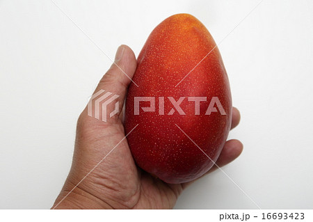 マンゴーの切り方 マンゴーの切り方 16693423