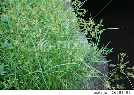蚊帳吊草　カヤツリグサ　別名は黄蚊帳吊 16693492