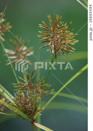 蚊帳吊草 カヤツリグサ 別名は黄蚊帳吊 蚊帳吊草 カヤツリグサ 別名は黄蚊帳吊 16693494