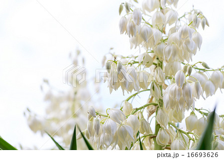 青年の木(ユッカ)の花 青年の木(ユッカ)の花 16693626