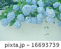 あじさい　 16693739